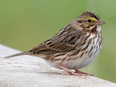 Savannah Sparrow