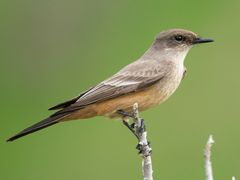 Say's Phoebe