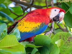 Scarlet Macaw