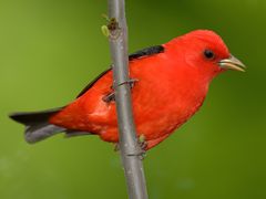 Scarlet Tanager