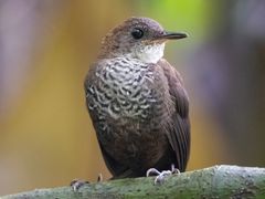 Scaly-breasted Wren