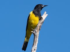 Scott's Oriole