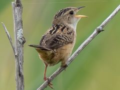 Sedge Wren