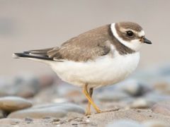 Semipalmated Plover