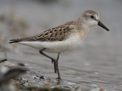 Semipalmated Sandpiper