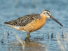 Short-billed Dowitcher