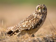 Short-eared Owl