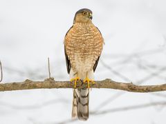 Sharp-shinned Hawk