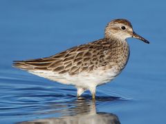 Sharp-tailed Sandpiper