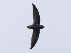 Short-tailed Swift