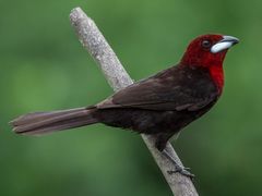 Silver-beaked Tanager