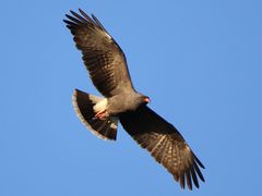 Snail Kite