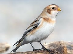 Snow Bunting