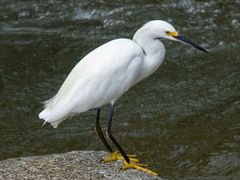 Snowy Egret