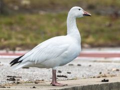 Snow Goose