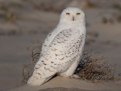 Snowy Owl