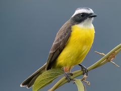Social Flycatcher