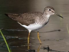 Solitary Sandpiper