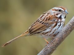 Song Sparrow