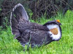 Sooty Grouse
