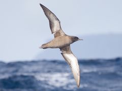 Sooty Shearwater