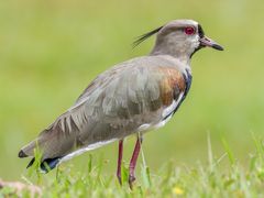 Southern Lapwing
