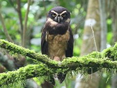 Spectacled Owl
