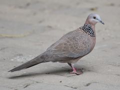 Spotted Dove