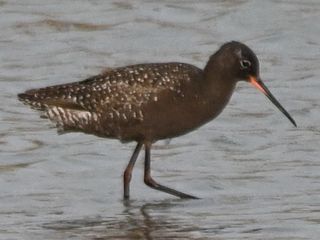 Zwarte Ruiter