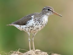 Spotted Sandpiper