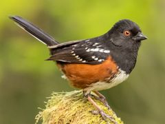 Spotted Towhee