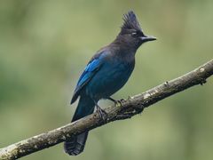 Steller's Jay