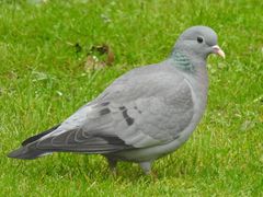 Stock Dove