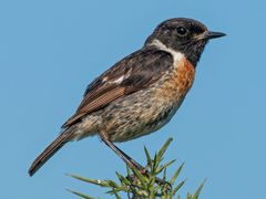 European Stonechat