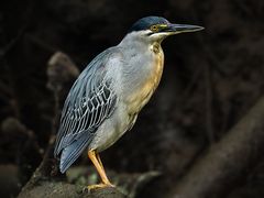 Striated Heron