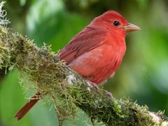 Summer Tanager