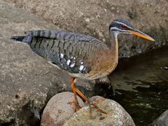 Sunbittern
