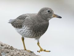 Surfbird