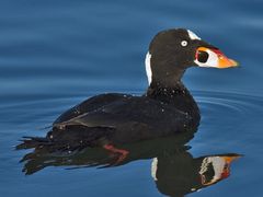 Surf Scoter