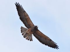Swainson's Hawk