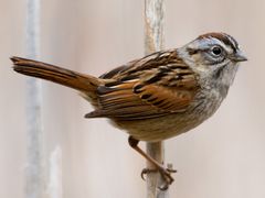 Swamp Sparrow