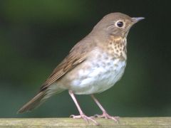 Swainson's Thrush