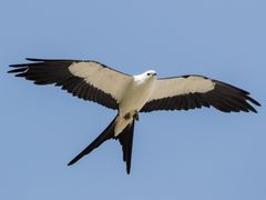 Swallow-tailed Kite