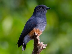 Swallow-winged Puffbird