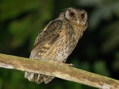 Tawny-bellied Screech-Owl