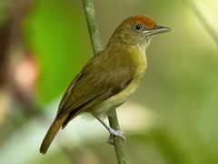 Rufous-fronted Greenlet