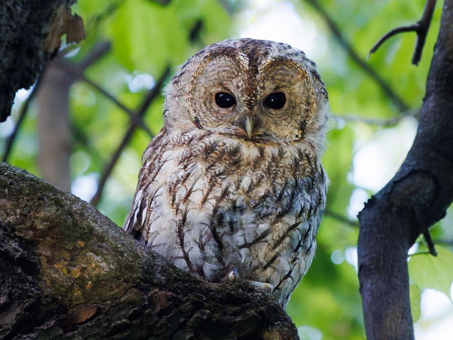 Tawny Owl