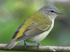 Tennessee Warbler