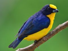 Thick-billed Euphonia