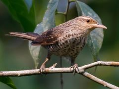 Thrush-like Wren